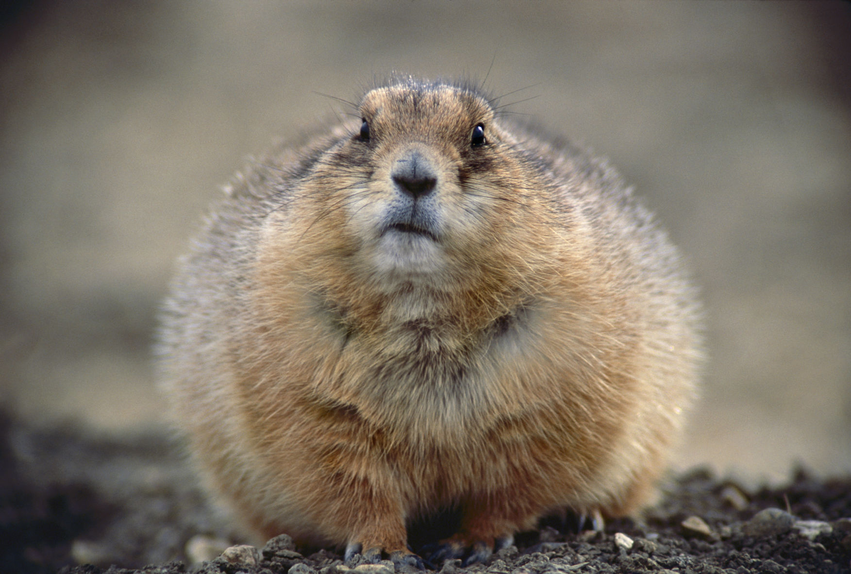 Black-Tailed Prairie Dog, Montana, 1995